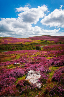 tulipnight:  Fields of Heather, Yorkshire