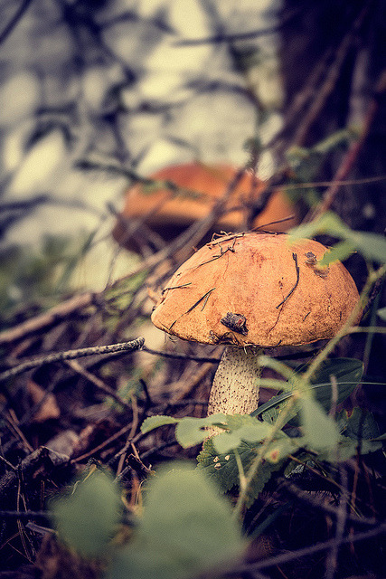 Mushrooms by TGL-Company on Flickr.