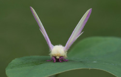 zay4ik:  rosy maple moth 