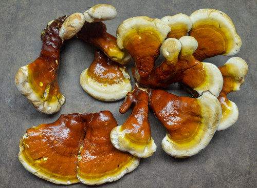                  Reishi Mushroom (Ganoderma tsugae) I found these good sized Reishi mushrooms in a f