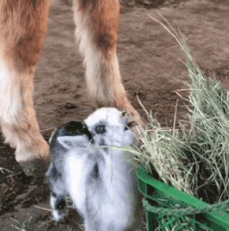 Farm Animals Stimboard 🐮