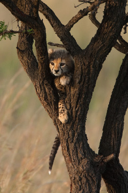 wolverxne:  Cheetah cub in the tree | (by: Paul Goldstein)