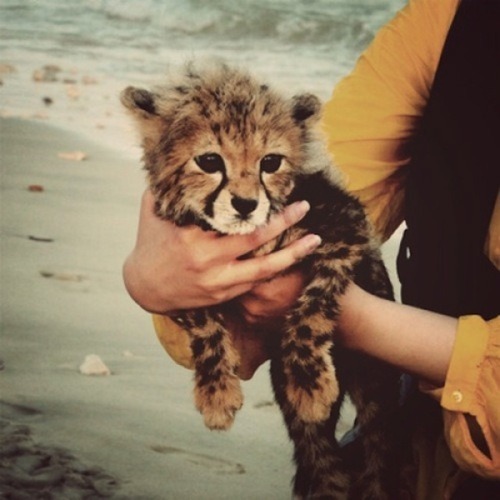 Are you feeling kind of down right now? It’s not your fault that you forgot what baby cheetahs look like. Really. One time I did too.