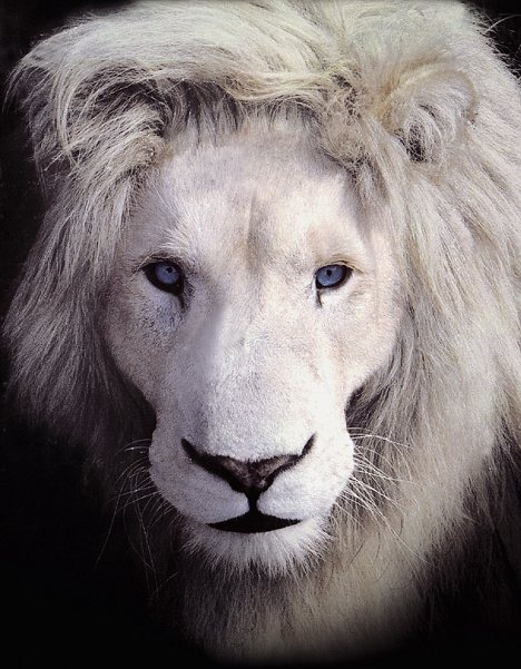 lordmaahes-nsc - Roars in the night turn into purrs come morn~