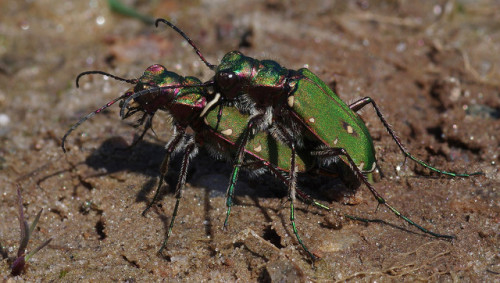 After taking some nice photos of Japanese tiger beetles in Kyoto last year, I&rsquo;ve been keen to 