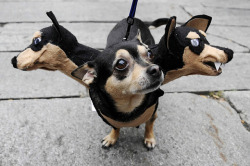 urbanfantasyinspiration: catsbeaversandducks:   Cerberus Dog Costumes Via I Have Seen The Whole Of The Internet   Persephone, drunk crying: I don’t have enough hands!!! 