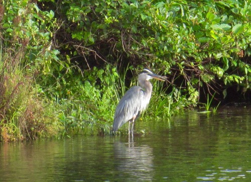 Great blue heron. I was a little worried about it, because it had its bill open and may have had som