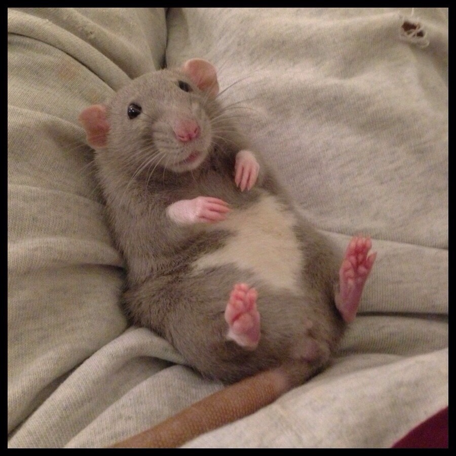 awwww-cute:  Rats are gross, they said (Source: http://ift.tt/1LJ9q78)