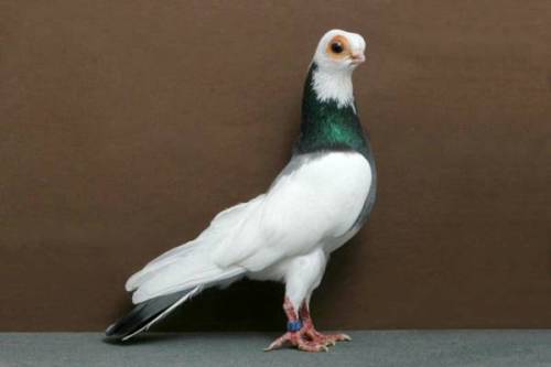 norma-bara: lacommunedeparis: m4levich:  earthlynation:  Fancy Pigeon Appreciation. Source  lacommun