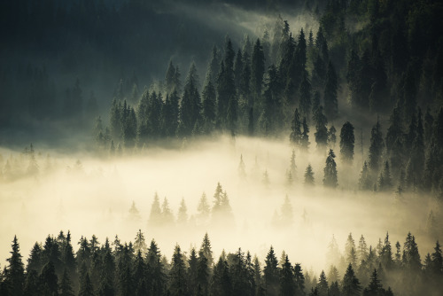 renamonkalou:Foggy Greens |Chirobocea Stefan