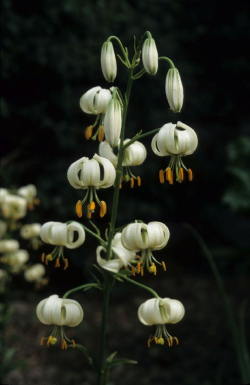 english-idylls: Martagon lily.  Lilies 💖