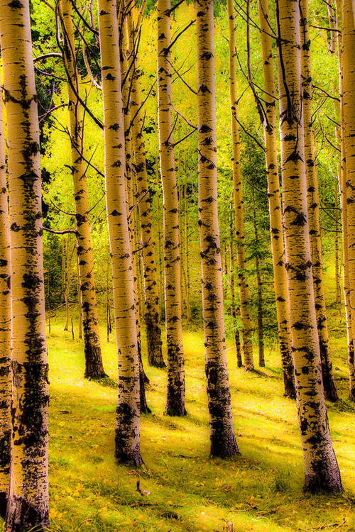 vurtual:  Aspens (by Tommy Farnsworth) 