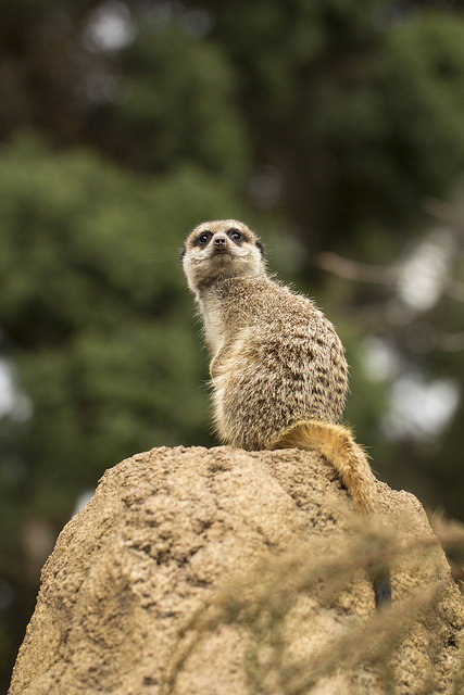 meerkat by louisa_catlover on Flickr.