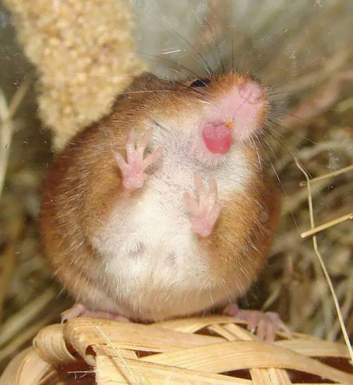 boredpanda:  20+ Animals Licking Glass That Look Absolutely Silly  