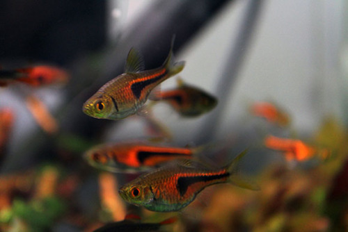 my two very different rasboras