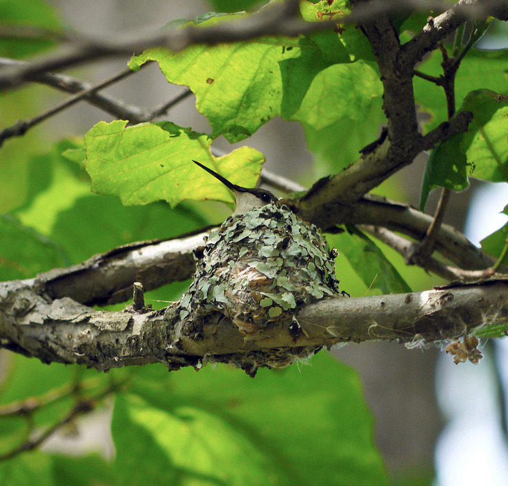 vastderp:  northeastnature:  Here’s a ruby-throated hummingbird (Archilochus