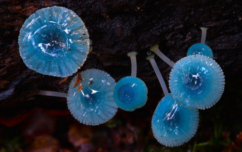 nubbsgalore:a mushroom rainbow to put the fun in fungi. cause they don’t need psilocybin to be magic