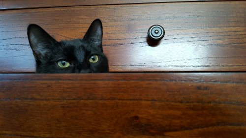 gallifreyburning:  Toothless the Kitten discovered my pajama drawer and declared it a kitty fort.