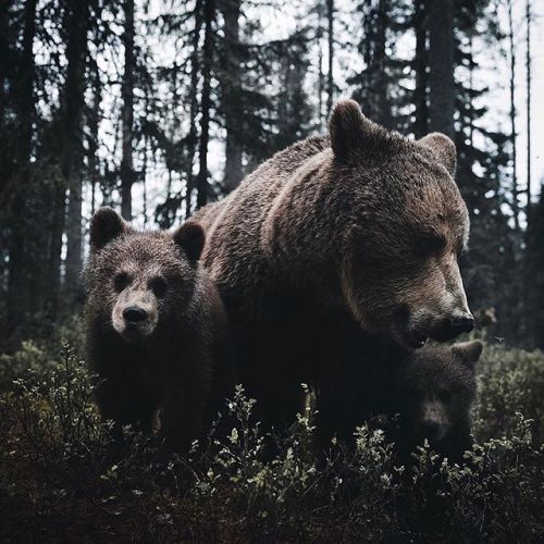 renamonkalou:  We are family! 📷 Stian Norum Herlofsen