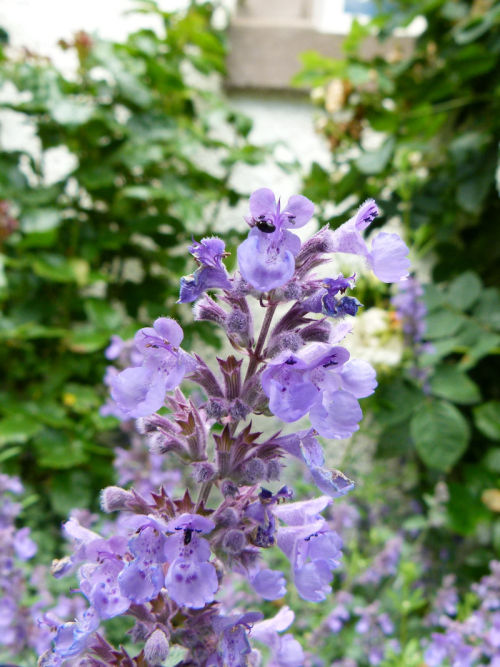 Nepeta faassenii (catmint) The violet tubular... The Poison Diaries