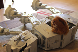 guineapiggies:  AdrianMakarov 	  	 				 					 						 					 				 			  	      	  	 		 			- AT-AT Imperial Walker Guinea Pig