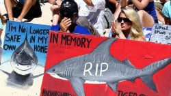 duel-styx:trynottodrown:Pictures of the thousands of people that protested against the shark cull this weekend in Australia   Dear Everyone On This Beach:Thank you.