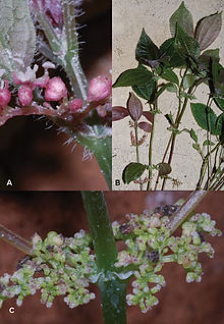 Meet the Pilea cavernicola, a Chinese thistle plant that grows in low light conditions like caves! It even flowers in caves!
I’m sure this would be in Toriel’s encyclopedia of subterranean plants!