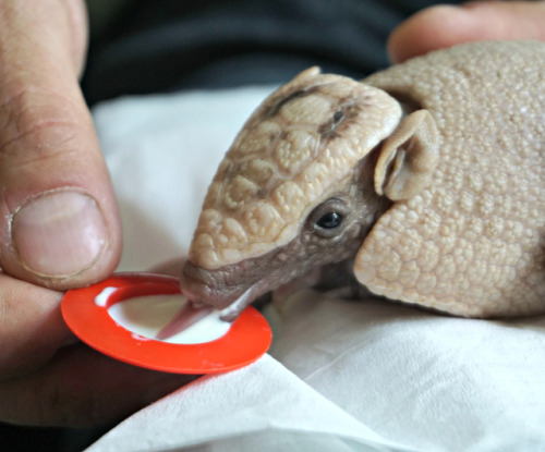 ayellowbirds:  archiemcphee:  Because sometimes what you need most is to watch a baby armadillo named Spock, yes, Spock (look at those wee Vulcan ears!), lapping up milk from a teeny-tiny bowl at Zoo Wroclaw in Poland: After Spock’s mom, Hermonia, showed