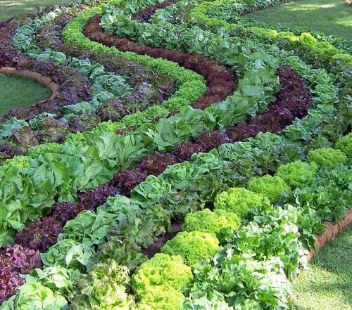 agoodmeasure: Lettuce Lane Visit www.gardendripsystem.com for your irrigation needs 