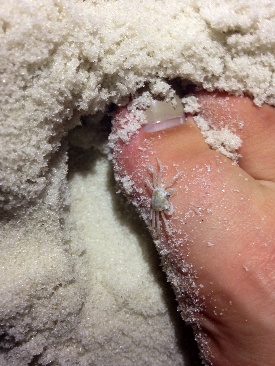 tiit:  omg there’s a little crabby on my toe!! I named her Charlotte