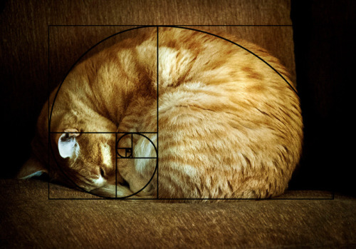 adramofpoison: blackmorgan: Furbonacci Sequence Proves That Cats Are Purrfect one toasty curl of pur