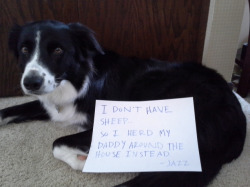 dogshaming:  I Herd That “I don’t have