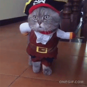 gifbinge:  Hola, yo soy el gato pirata