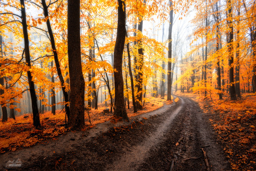 natureac:  Nature Photography
