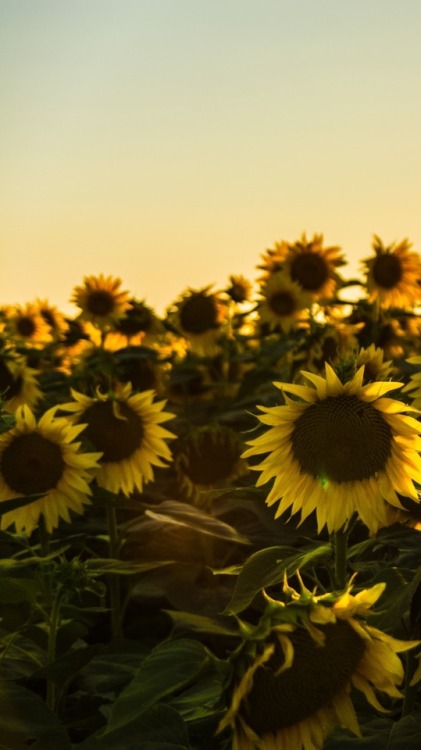 minelockscreen: Sunflowers lockscreens 🌻 adult photos