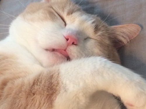 littlepatcat:Blessed images for you on this Caturday. Blep.