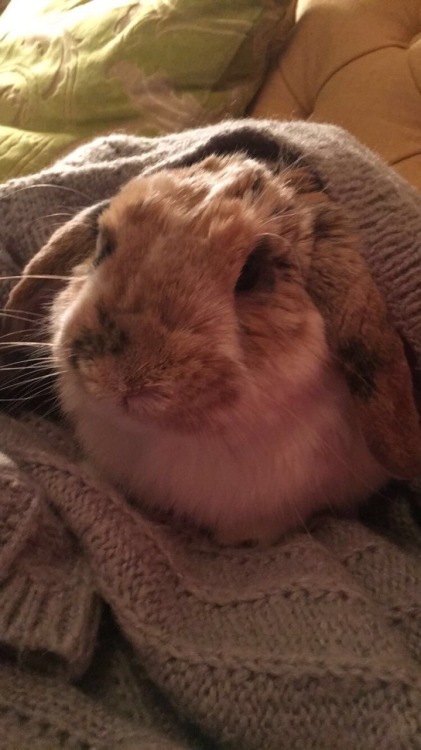 ivy-the-bunny:cozy bunny!