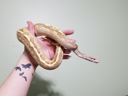 daedricsnakes:Dibella has joined the pantheon! I can’t wait until it warms up enough to take some na