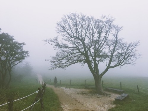 Tree, trail and mist, Samyang Ranch, Pyeongchang