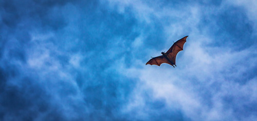 Flying Fox- Sri Lanka