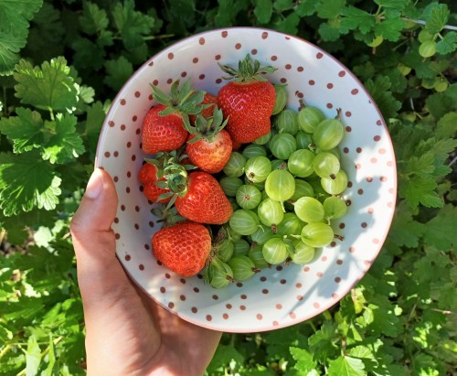 Berries and sunshine. Finally.