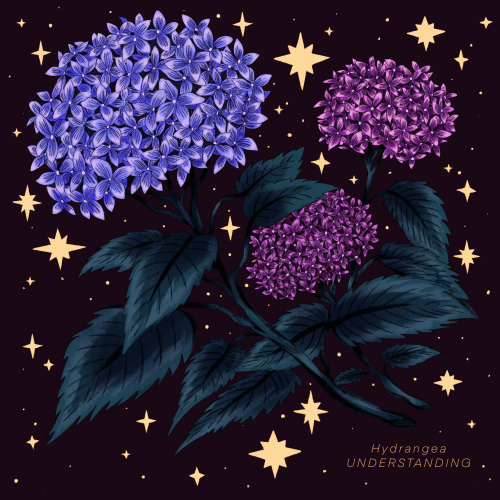 ✸ hydrangea; understanding