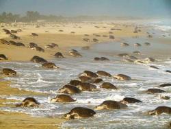 cazadordementes:    Playa La Escobilla, se localiza a 242 kilómetros de la Ciudad de Oaxaca. La Escobilla es “El Santuario de las Tortugas”.