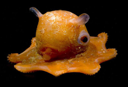 boredpanda:    This Octopus Is So Adorable That Scientists Might Name It ‘Adorabilis’   