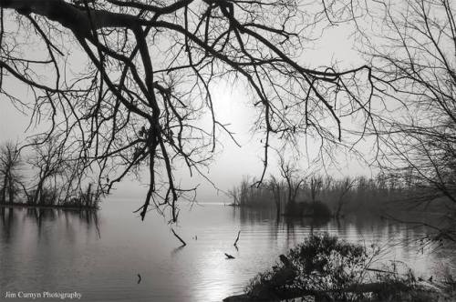 &ldquo;Potomac Fog - Dyke Marsh&rdquo; by Jim Curnyn.