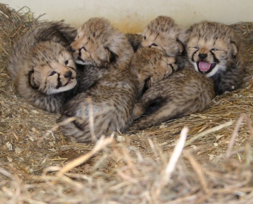 Cute cheetah alert! We have a new “pile of cubs” (our favorite kind), as our cheetah biologist put i