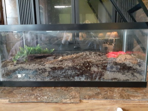 Magmar Got A Huge Enclosure Upgrade Since I Found A Tank For $10 At A Yard Sale