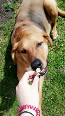 dog-rates:  This is Farou. He was a really good pupper. As you can see, he enjoyed flowers. 13/10 we’ll miss you &lt;3