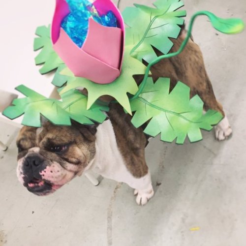 retrogamingblog: Ivysaur Dog Costume made by Castro-Yves