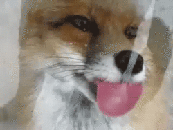 everythingfox:Window licc